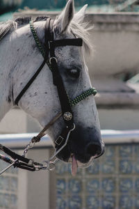 Close-up of horse