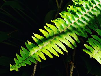 Close-up of fern leaves