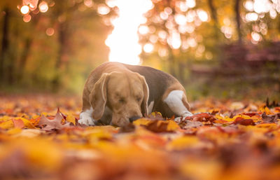 Dog lying on ground during autumn