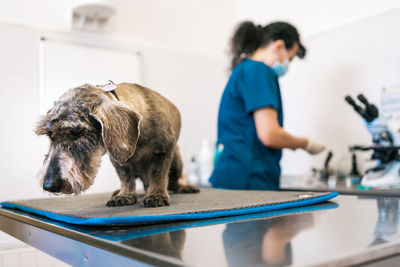 Unrecognizable doctor examining senior dog on table during appointment in modern veterinary clinic