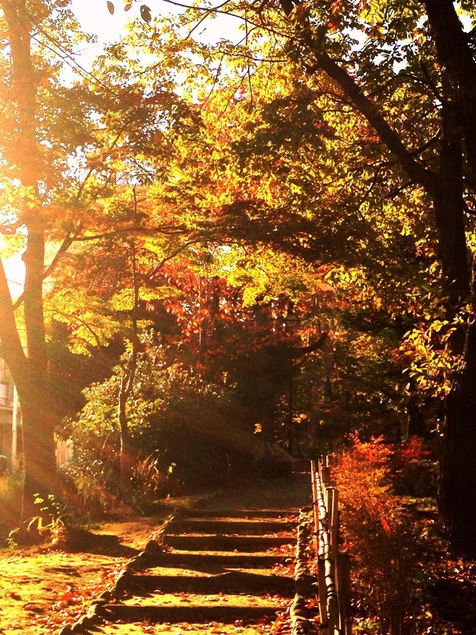 tree, the way forward, autumn, growth, branch, railing, change, nature, tranquility, park - man made space, sunlight, orange color, beauty in nature, yellow, outdoors, leaf, footpath, built structure, season, no people