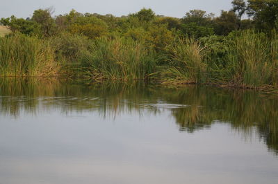 Scenic view of lake