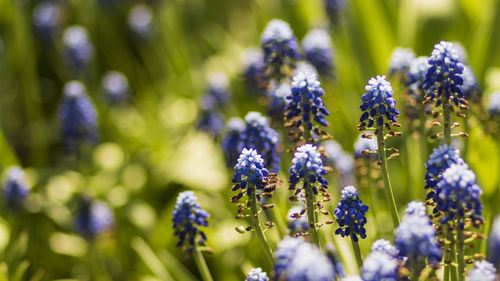 Close-up of purple flowering plants on field