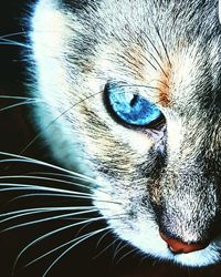 Close-up of cat