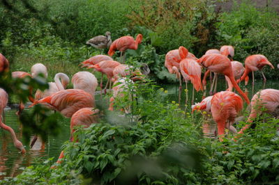 View of flamingos and plants