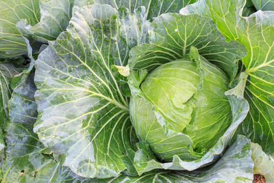 High angle view of fresh green leaf