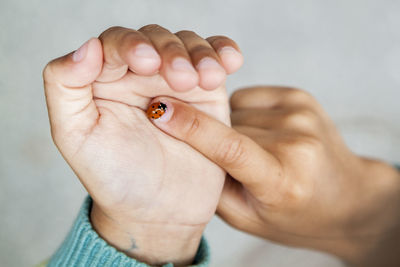 Close-up of hand holding bug