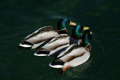 High angle view of duck swimming in lake