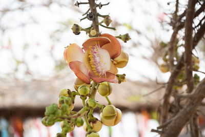 Close-up of berries on tree