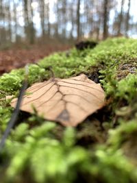 Close-up of log in forest