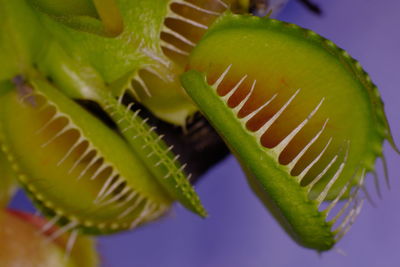 Close-up of venus flytrap