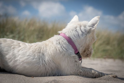 Close-up of dog on sand against sky