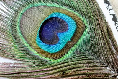 Close-up of peacock feathers