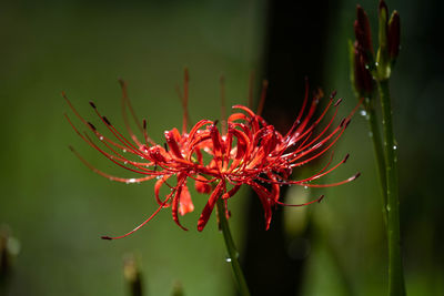 Close-up of red flowering plant