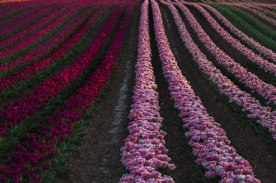 Full frame shot of fresh purple flowers in field