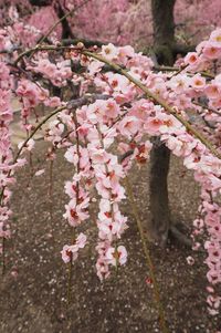 Low angle view of cherry blossom tree