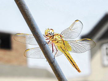 Close-up of dragonfly