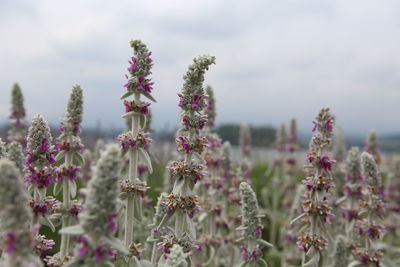 Close-up of purple flowering plants on field against sky