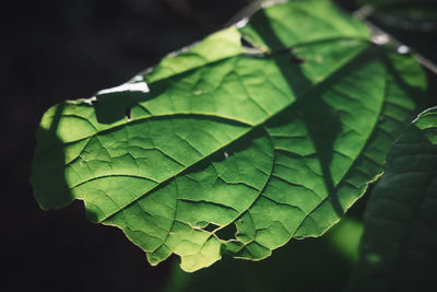 Close-up of green leaves