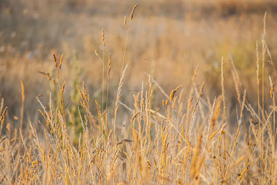 Close-up of wheat growing on field