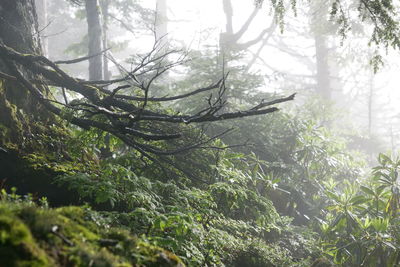 Close-up of tree in forest
