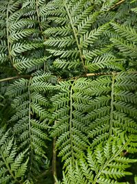 Full frame picture of fern 