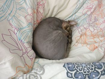 Close-up of cat sleeping on bed