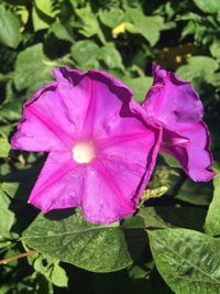 Close-up of pink flower