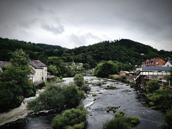 Plants by river and buildings against sky
