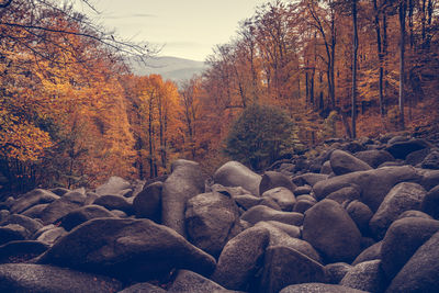 Pebbles in autumn forest