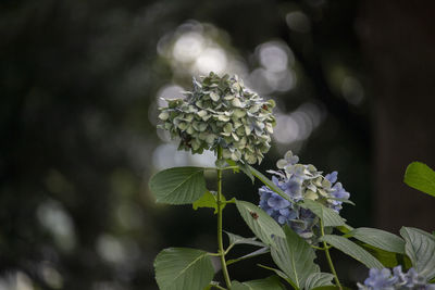 Close-up of white hydrangea flowers