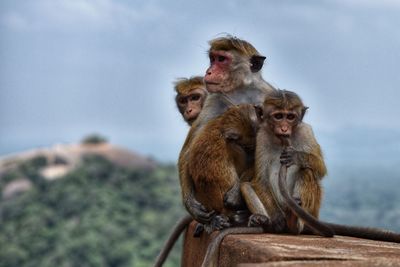 Monkey sitting on a wall