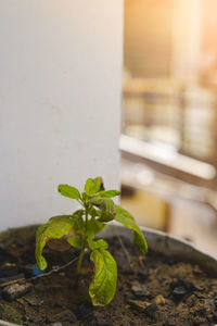 Close-up of potted plant