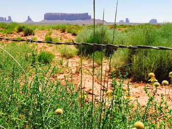 Yellow flowers growing in field