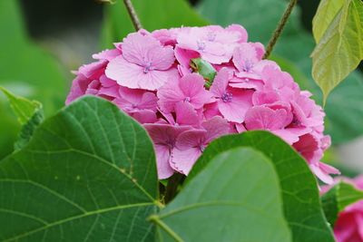 Close-up of pink flower blooming outdoors