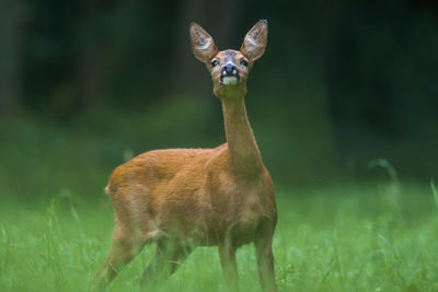 Portrait of an animal on field