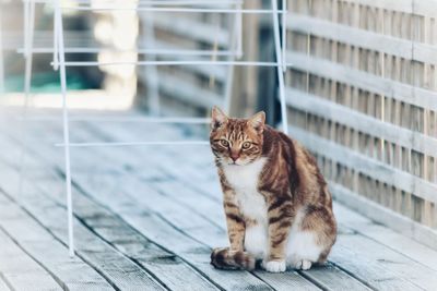 Cat looking up while sitting outdoors