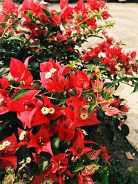 Close-up of red flowering plant