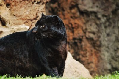 Close-up of black animal on rock