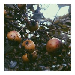 Close-up of cherries growing on tree