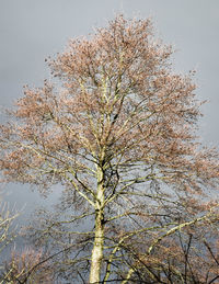 Low angle view of flower tree against clear sky