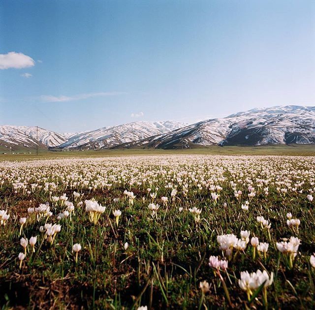 Haktan kaya