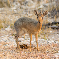 Portrait of damara dik dik 