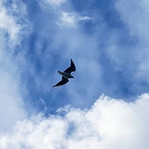 Low angle view of bird flying against sky