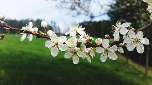 Close-up of cherry blossoms in spring