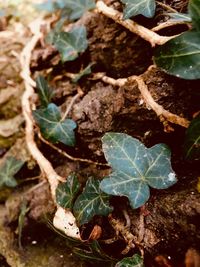 High angle view of plants