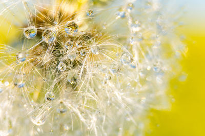 Close-up of wet dandelion