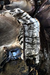 Full frame shot of tree trunk