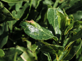 Close-up of wet plant leaves during rainy season
