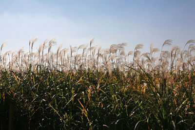 Plants growing on field